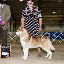 Whiskey - Siberian Husky