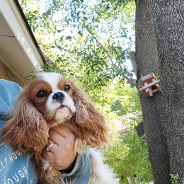 Small Blenheim Boy - Blenheim male Cavalier King Charles Spaniel puppy in Grand Prairie, Texas from Westchester Cavaliers
