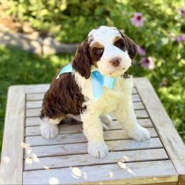 Chestnut - Brown and white male Bernedoodle puppy in Mapleton, Utah from Natural Doodle Life
