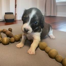 Sandi - Piebald female Dachshund puppy in Sharon Springs, New York from Show Us The Way Homestead