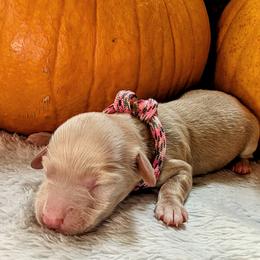 Whisky - Dachshund puppy from HayDay Dachshunds