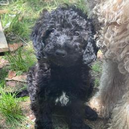 Smokey - Black male Goldendoodle puppy in Philadelphia, Pennsylvania from Jah’s Retrievers