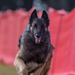 Belgian Tervuren from CoKo Belgian Tervuren