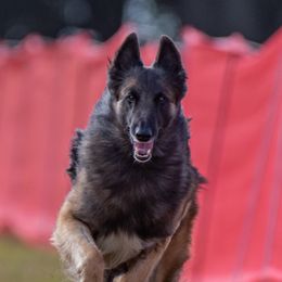 Belgian Tervuren from CoKo Belgian Tervuren