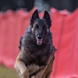 Belgian Tervuren from CoKo Belgian Tervuren