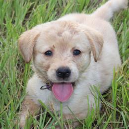Cotton - Yellow female Labrador Retriever puppy in Morrilton, Arkansas from Ancient Dogges Performance Dogs