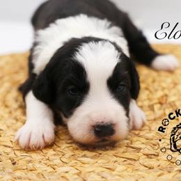 Eloise Bridgerton - Black and white female Sheepadoodle puppy in Edmond, Oklahoma from Rock N Roll Doodles