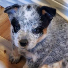 Spotted - Blue speckled female Australian Cattle Dog puppy in Lenoir, North Carolina from Blue Coyote Ranch