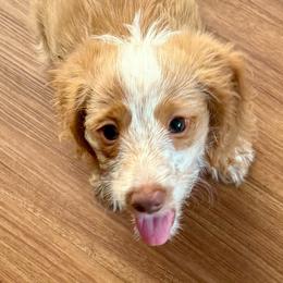 Boy 1 - Piebald male Dachshund puppy in Sunman, Indiana from Whitney’s Weiners