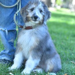 Denali - Blue merle female Aussiedoodle puppy in Delta, Colorado from PTK Ranch