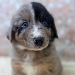 Yogi - Brown Collar - Blue merle male Australian Shepherd puppy in San Marcos, California from Faith Family Freedom Farm