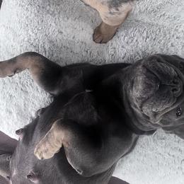 French Bulldogs from Dama Hill Frenchies