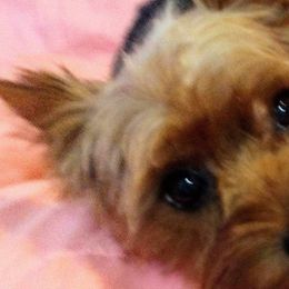 American Bullies and Yorkshire Terriers from Bella Gail Kennels