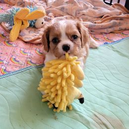 Athena - Blenheim female Cavalier King Charles Spaniel puppy in West Valley, Utah from Criddle Mountain Cavaliers