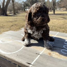 Girl 4 - Brown Lagotto Romagnolo puppy in Illinois from Spalvieri Lagotti Services