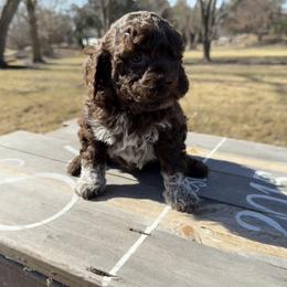 Girl 4 - Brown Lagotto Romagnolo puppy in Illinois from Spalvieri Lagotti Services