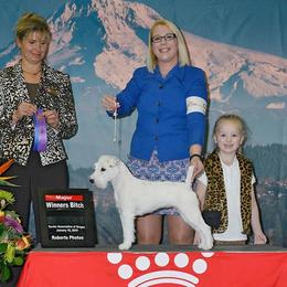 Australian Shepherd and Parson Russell Terrier All Grown Up from Zoolo Kennels