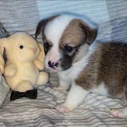 Thomas - Sable male Pembroke Welsh Corgi puppy in New Hampshire from Muddy Paws Corgis