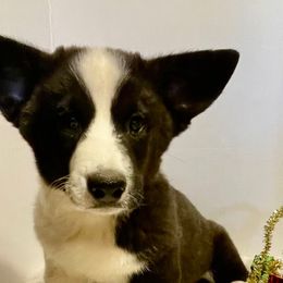 Rory - Brindle and white male Cardigan Welsh Corgi puppy in Pattonville, Texas from Espuela Cardigan Welsh Corgis