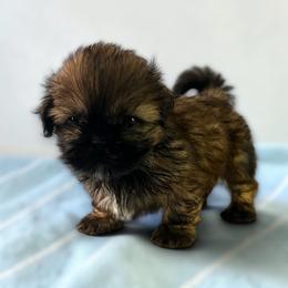 AKC-Teddy - Chocolate and tan male Shih Tzu puppy in Mooresville, North Carolina from Juji Shih Tzu