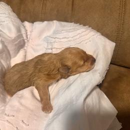 Cooper - Apricot male Goldendoodle puppy in Graham, North Carolina from Geise Meadow Doodles