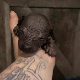 Mezcal - Black white and tan male Xoloitzcuintli puppy in Manitowoc, Wisconsin from Wonderland Kennel