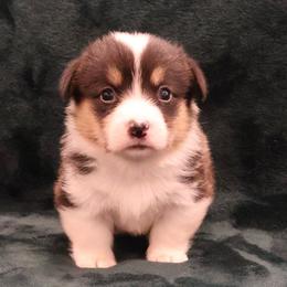 Pucker - Black and tan male Pembroke Welsh Corgi puppy in Arcanum, Ohio from Weissway Corgis