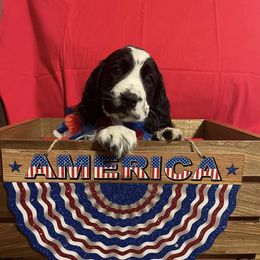 English Springer Spaniel Puppies from A & R Springers