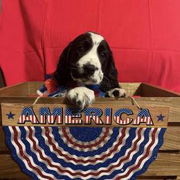 English Springer Spaniel Puppies from A & R Springers