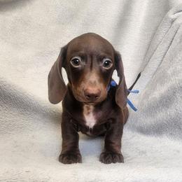 Lance - Piebald male Dachshund puppy in Trenton, Florida from Kings Dachshunds