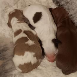CKC red boy - Red male Dachshund puppy in Springdale, Washington from TNT MINI DACHSHUNDS