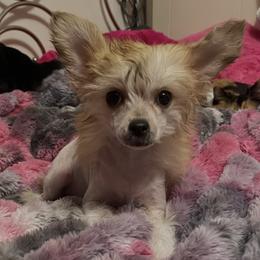 Ford - Apricot male Chinese Crested puppy in Pine County, Minnesota from Breezy Meadows