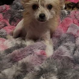Ford - Apricot male Chinese Crested puppy in Pine County, Minnesota from Breezy Meadows