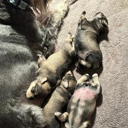 Miniature Schnauzer Puppies from Mystique Miniature Schnauzers