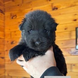 Helena - Black female German Shepherd puppy in Garland, Maine from Vom Schön Traumhund