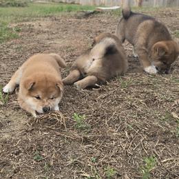 Shiba Inu Puppies from Diwasou