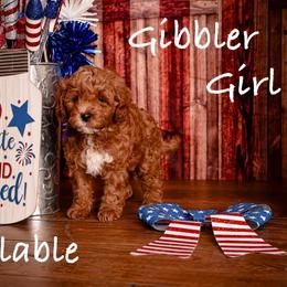 Gibbler - Red  female Goldendoodle puppy in Syracuse, Utah from 2 Bros Doodles