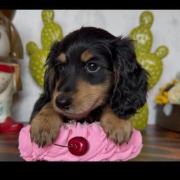 Clara - Black and tan female Dachshund puppy in Floresville, Texas from Muddy River Dachshunds