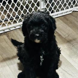 SPRUCE - Black male Sheepadoodle puppy in Buffalo, Minnesota from Fur-ever Doodles