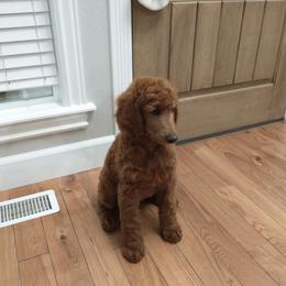 Poodle Puppies from R-Family Red Standard Poodles