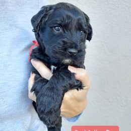 Goldendoodle and Poodle Puppies from Golden State Good Dogs