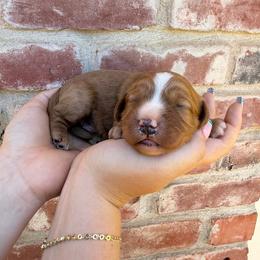 Boy 2 - Red male Cavapoo puppy in Roseville, California from Lipscomb Doodles