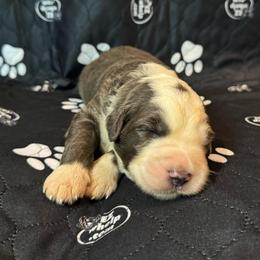 ASH - Gray and white male Sheepadoodle puppy in Riverside, California from Downtown Doodles & Frenchies