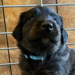 Collies, Companion Crosses, and Golden Retrievers from Dolly and Apollo’s Gollies