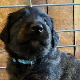 Collies, Companion Crosses, and Golden Retrievers from Dolly and Apollo’s Gollies