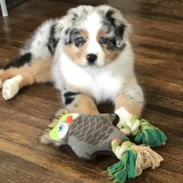Australian Shepherd Puppies from MND Aussies