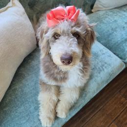 Fern - Brown and white female Aussiedoodle puppy in Buffalo, Illinois from Pear Tree Pups