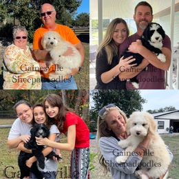 Sheepadoodle Puppies from Gainesville Sheepadoodles