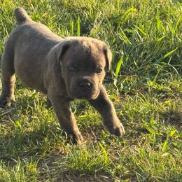 Green - Black brindle male Cane Corso puppy in Williamstown, Kentucky from Ridge Top Cane Corso