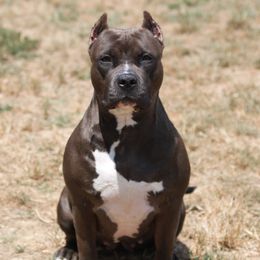 Lolita - American Bully